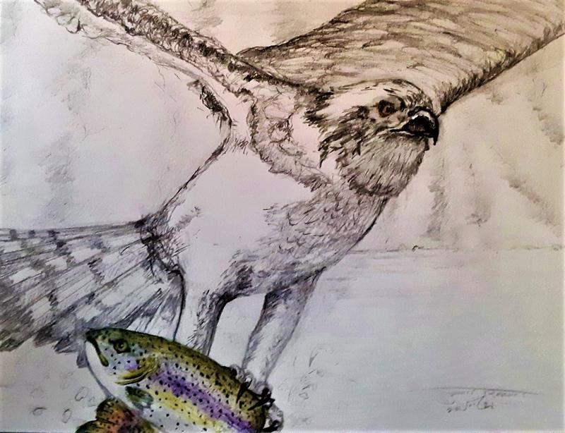 Hawk and Trout